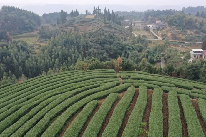 满山茶产业