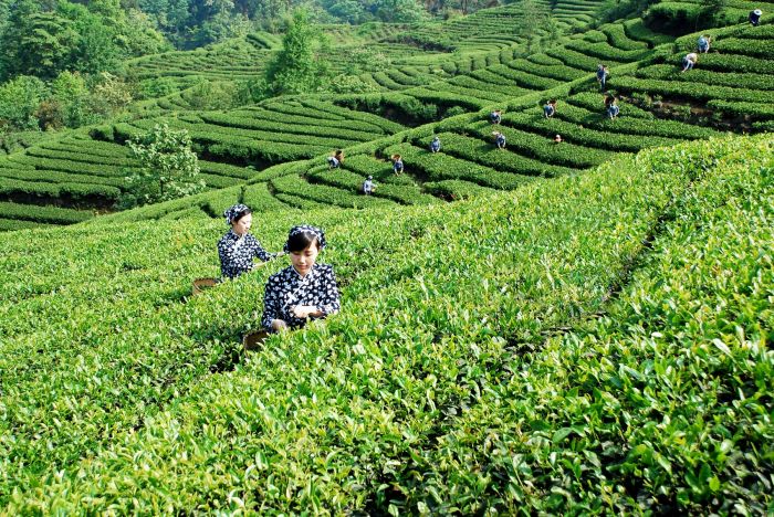 采茶1.jpg