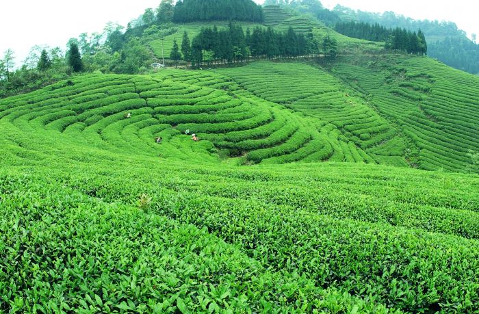 川茶集团天宫山万亩有机茶.JPG
