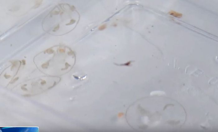 水母.JPG
