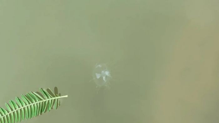 水木.jpg