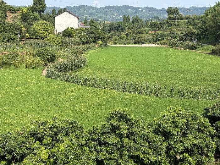 叙州区樟海镇中咀村,荔枝、水稻、玉米共生长1