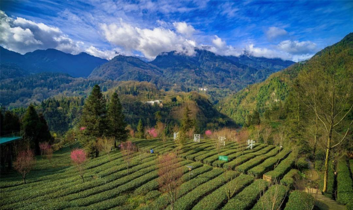 峨眉雪芽茶园坐落于北纬30度黄金产茶带。.png