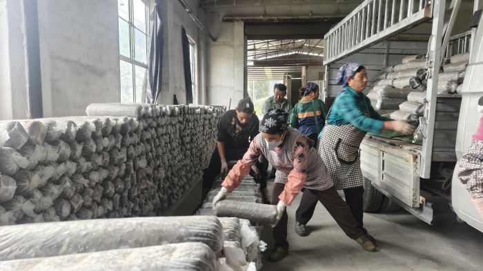 什邡花菇2.jpg